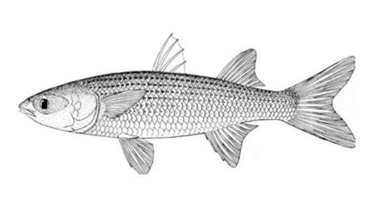 Chanchamire el espíritu de Tacarigua