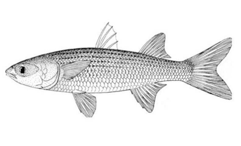 Chanchamire el espíritu de Tacarigua